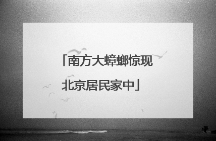南方大蟑螂惊现北京居民家中